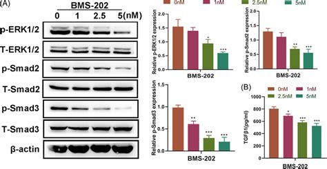 BMS202 downregulated the ERK and TGFβ1 Smad signaling pathways in