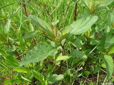 Scrophularia Spec Braunwurz Arten Herbarium Von Ingrids Webseite