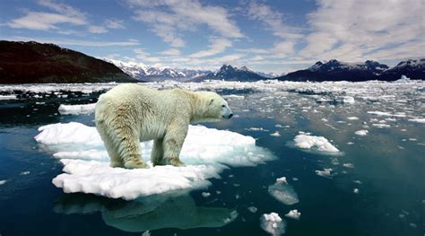 Dia Internacional Do Urso Polar Quem O Lorde Do Rtico Science You