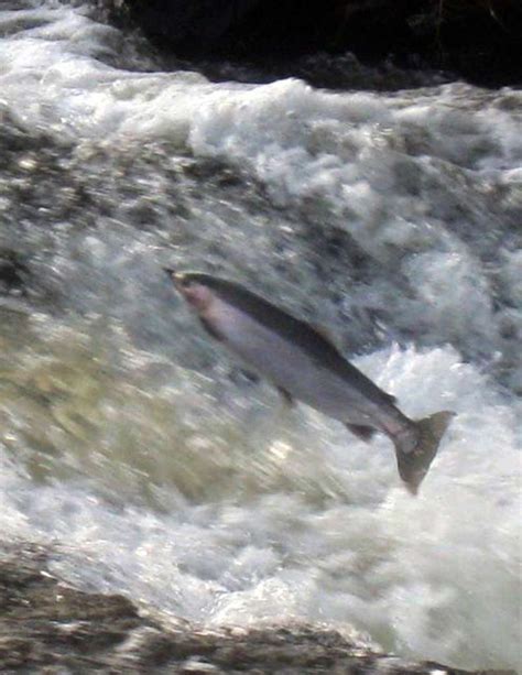 Nipigon Fishing A Seasonal Guide