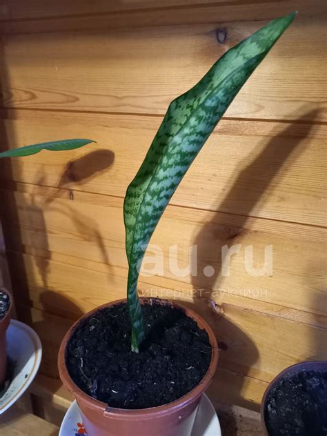 Сансевиерия Щучий хвост — купить в Красноярске. Горшечные растения и ...