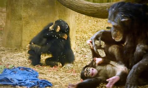 Baby Chimp At Oklahoma Zoo Separated From Unfit Mom Cant Stop