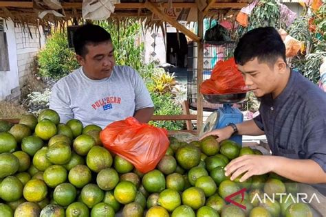 Jadi Komoditas Unggulan Tapi Jeruk Tak Kebagian Pupuk Subsidi Genpi