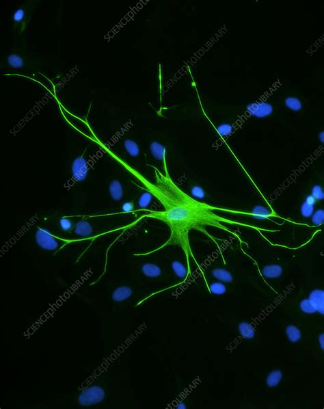 Astrocyte Nerve Cell Stock Image P3600395 Science Photo Library