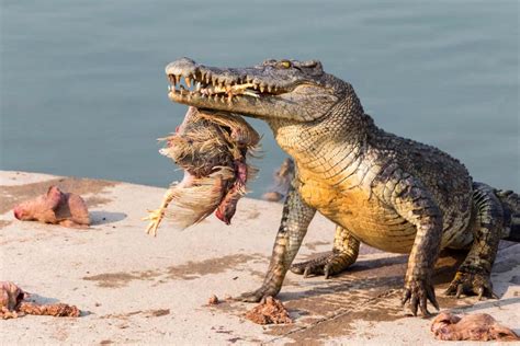 Alligator Vs Crocodile Key Differences And Who Wins In A Fight