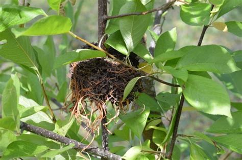 Plants That Will Grow Near Black Walnut Trees In Zone Joybilee