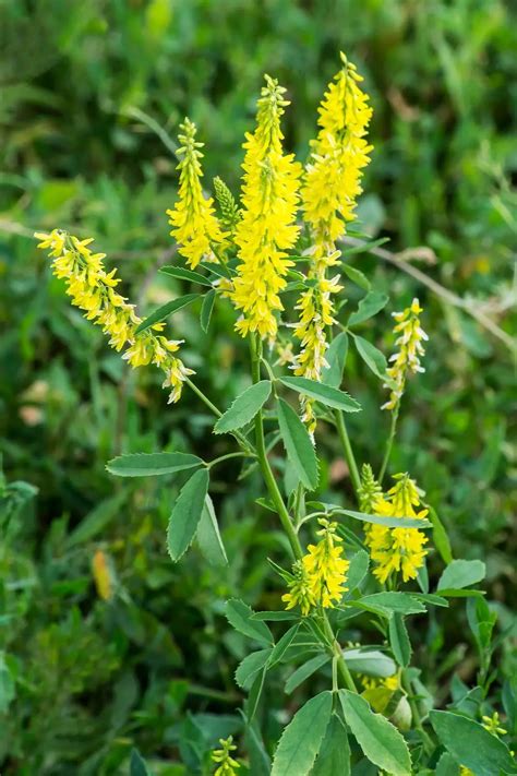 Flor De Meliloto Usos Y Beneficios Medicinales TeleFlor