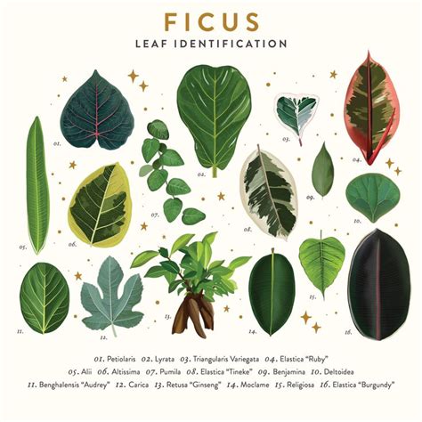 Fig Leaf Identification Chart