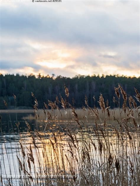 Kuva Joulukuun Aurinko Saaristo Talvi Meri It Meri Saaristomeri