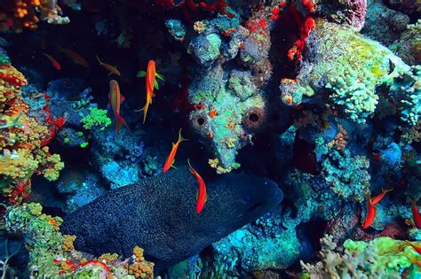 Premium Photo Coral Reef Background Underwater Marine Life Ecosystem