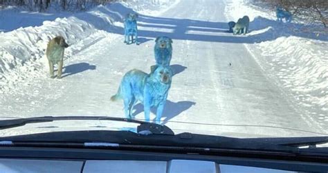 Blue Dogs Found Near Shuttered Russian Chemical Plant