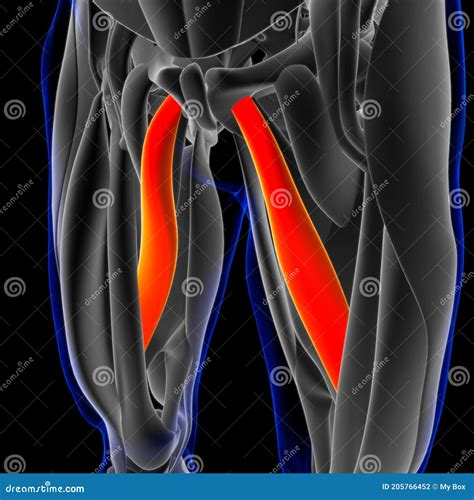 Adductor Longus Muscle Anatomy For Medical Concept D Illustration