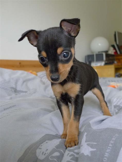 Chihuahua Min Pin Mix Tan - Pets Lovers