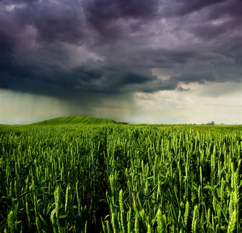 Rain Leaves Midwest Veggie Farmers Struggling With No Aid On Horizon