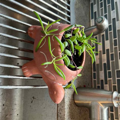 Black Spots on My Shoreline Sea Purslane Leaves