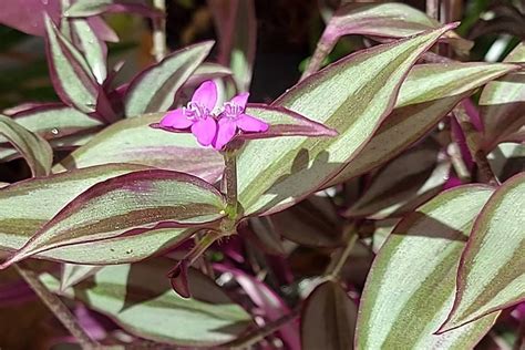 Lambari Roxo Planta F Cil De Cuidar Para Colorir Seu Jardim