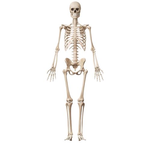 Human Skeletal System And The Human Body