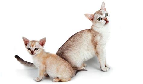 Burmilla Cat Breed Information | Burmilla cat, Burmilla, Cat breeds