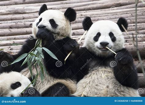 Pandas Gigantes Foto De Archivo Imagen De Asia Endangered 24368258