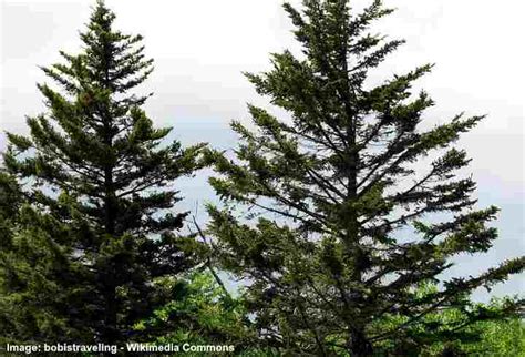 20 Types of Coniferous Trees (With Pictures): Identification Guide