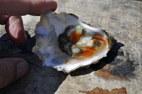 Tomales Bay Oysters - The Rocky Mountain Woman