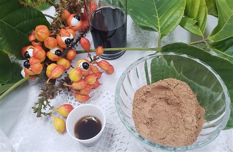 Pó De Guaraná Faz Mal Ao Fígado - Pó e Xarope de Guaraná - Portal Embrapa
