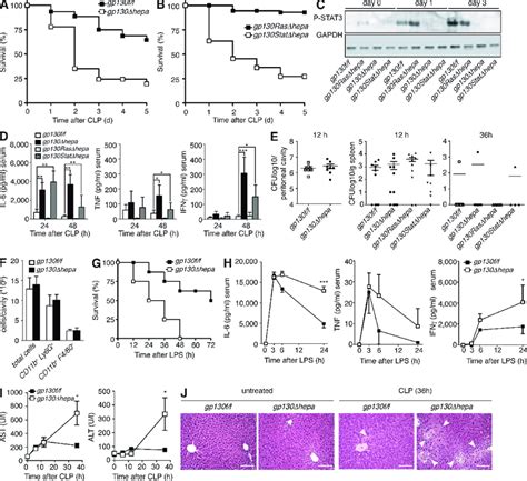 Gp130 Stat3 Signaling In Hepatocytes Is Protective During Polymicrobial