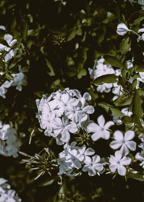 Lilac flowers on bush in garden · Free Stock Photo