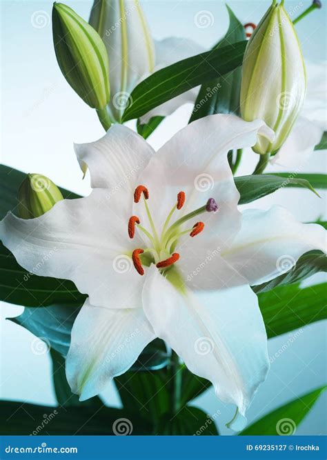 Lily Flower On A Blue Background Stock Image Image Of White T