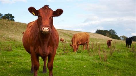 Köttets Klimatpåverkan Svenskt Kött