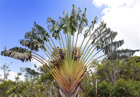 Travelers Palm Hardiness Learn About Growing Travelers Palm Plants