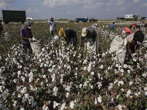 انطلاق موسم جني القطن ومخاوف من نظام التسويق الحر مصراوى