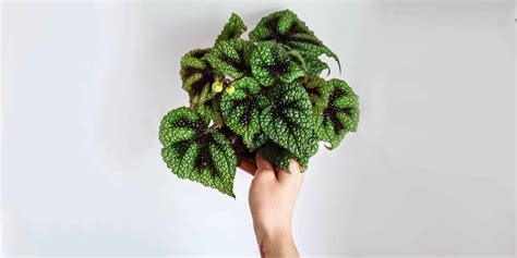 Begonia: Care and 11+ Growing Tips! | Plantcarefully