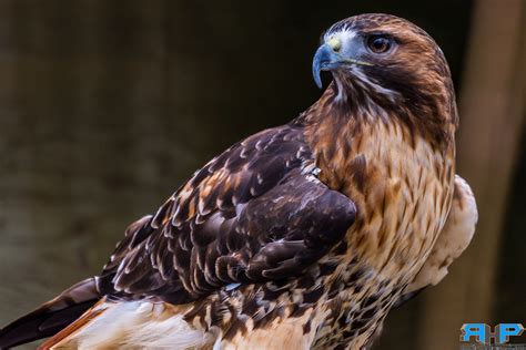 Red Tailed Hawk Shubenacadie Wildlife Park 3 | Wildlife park, Red tailed hawk, Wildlife