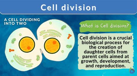 Cell Division Definition And Examples Biology Online Dictionary