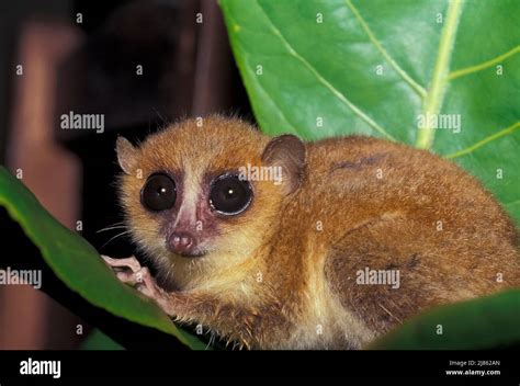 Brown Mouse Lemur Microcebus Rufus On A Leaf Madagascar Stock Photo