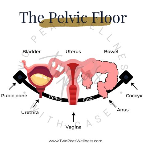 What Is Pelvic Organ Prolapse Two Peas Wellness