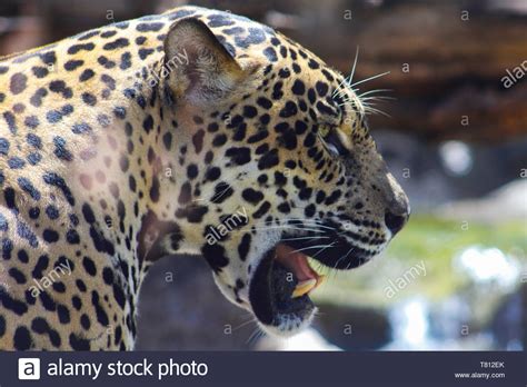 Jaguar habitat hi-res stock photography and images - Alamy