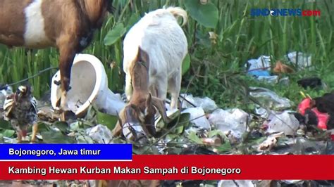 Kambing Hewan Kurban Makan Sampah Di Bojonegoro Video Dailymotion