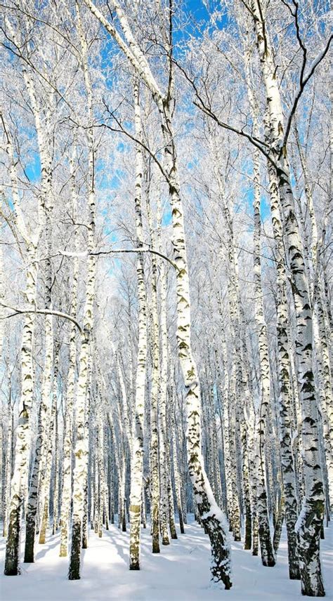 Jour D Avril D Arbres De Bouleau D Hiver Au Printemps Image Stock