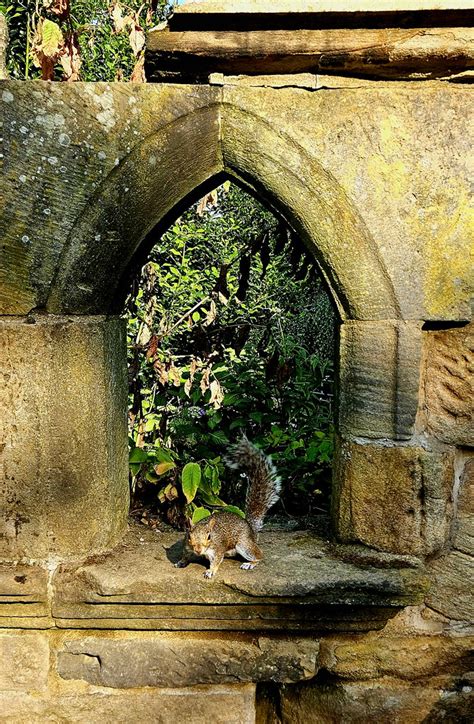 Squirrel Posing Cannon Hall Barnsley Barnsleyrailboy Flickr