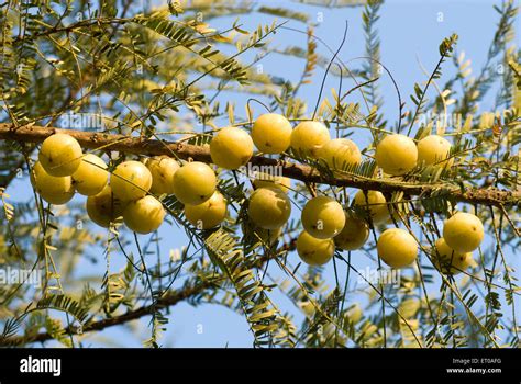 Arbre amla phyllanthus emblica emblématique myrobalan emblématique