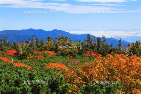 乗鞍岳中腹の紅葉 写真素材 5994502 フォトライブラリー Photolibrary