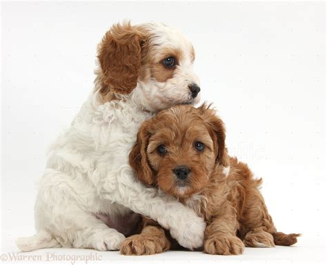 20 Pictures Of Cute Dogs Hugging That Will Melt Your Heart