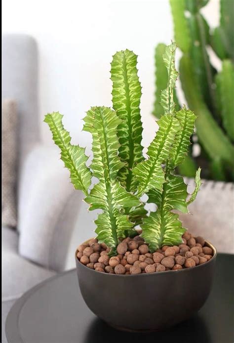 Rare Variegated Cactus Dragon Bone Cactus Rare Cactus Exotic Cactus