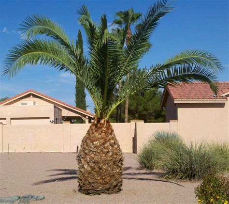 Pineapple Palm Tree | www.pixshark.com - Images Galleries With A Bite!