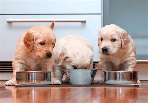 ¿cada Cuántas Horas Se Le Da De Comer A Un Cachorro Mundo Animal