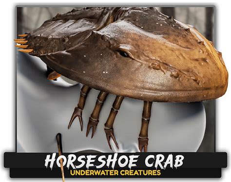 3d Model Horseshoe Crab Trilobite Monster Underwater Creature 24