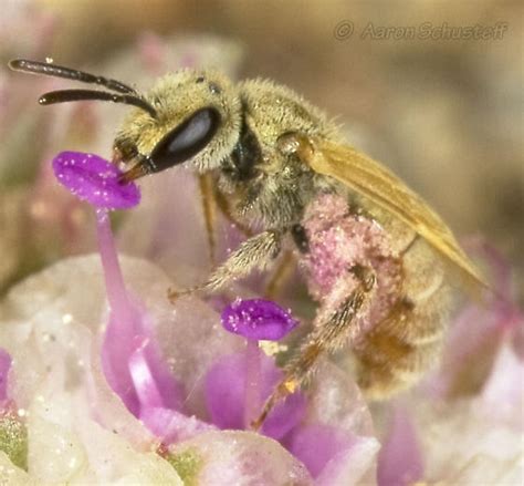 Golden Bee Lasioglossum BugGuide Net