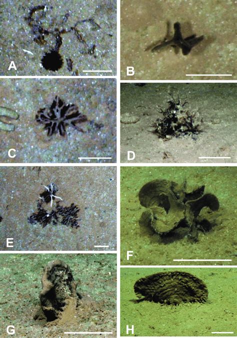 Seafloor images showing xenophyophores, or likely xenophyophores, taken ...